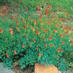 Arizona Columbine -Plant Sale Store 20816 aquilegia desertorum