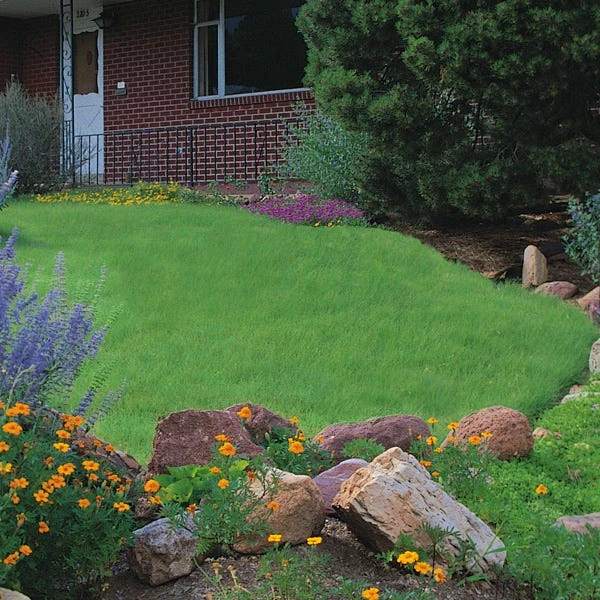 Legacy® Buffalo Grass Plugs 4 Legacy® Buffalo Grass Plugs - Image 2