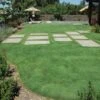 UC Verde® Buffalo Grass Plugs -Plant Sale Store 27058 buffalo grass verde