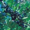 Berry Girl New Mexico Privet -Plant Sale Store 52550a forestiera neomexicana 1