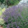 Grosso French Lavender 2 Grosso French Lavender -Plant Sale Store 63152 lav grosso 07