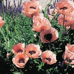 Princess Louise Oriental Poppy -Plant Sale Store 74873 papaver princess louise