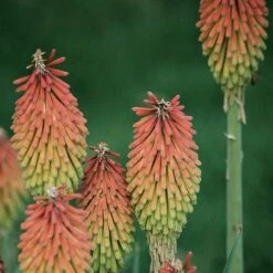 Fire Dance Red Hot Poker -Plant Sale Store 96488 kniphofia hirsuta fire dance