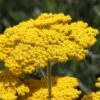 Coronation Gold Yarrow 2 Coronation Gold Yarrow -Plant Sale Store achillea coronation gold yarrow 47