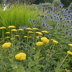 Coronation Gold Yarrow 10 Coronation Gold Yarrow -Plant Sale Store achillea coronation gold yarrow globe thistle garden