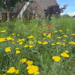 Moonshine Yarrow -Plant Sale Store achillea moonshine yarrow 3