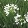 White Lily Of The Nile (Agapanthus) -Plant Sale Store agapanthus cold hardy white close up