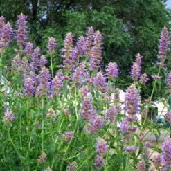 Blue Blazes Agastache -Plant Sale Store agastache blue blazes 1