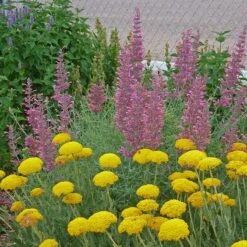 Desert Solstice Agastache 8 Desert Solstice Agastache -Plant Sale Store agastache desert solstice achillea gold plate