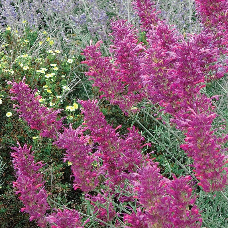 Desert Solstice Agastache 3 Desert Solstice Agastache
