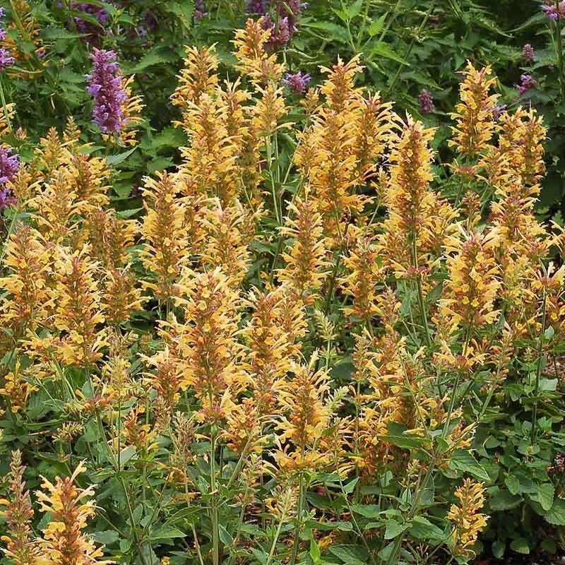 Kudos™ Gold Agastache 3 Kudos™ Gold Agastache