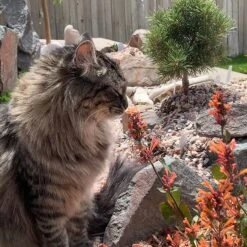 Kudos™ Mandarin Agastache -Plant Sale Store agastache kudos mandarin 2