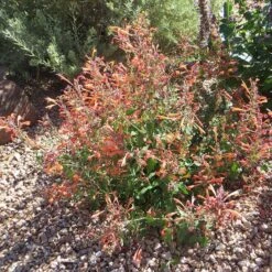 Kudos™ Mandarin Agastache -Plant Sale Store agastache kudos mandarin 3