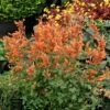 Kudos™ Mandarin Agastache -Plant Sale Store agastache kudos mandarin terra nova nurseries cropped 3