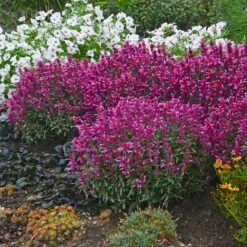 Rosie Posie Agastache -Plant Sale Store agastache rosie posie 4