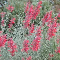Glowing Embers® Agastache -Plant Sale Store agastache rupestris glowing embers flowers blooming