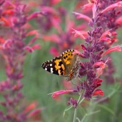 Agastache Rupestris -Plant Sale Store agastache rupestris pollinators