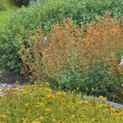 Apricot Sprite Agastache -Plant Sale Store agastache agastache apricot sprite walters gardens 1 cropped 1 1
