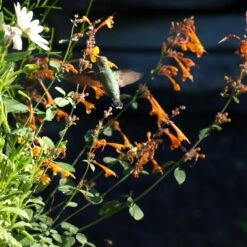 Apricot Sprite Agastache -Plant Sale Store agastache apricot sprite close up w humingbird cropped