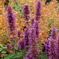 Blue Boa Agastache -Plant Sale Store agastache blue boa 1b 1 with apricot sprite 2