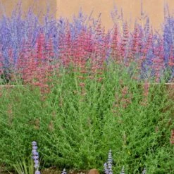 Desert Sunrise® Agastache -Plant Sale Store agastache desert sunrise russian sagecc 2