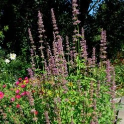 Agastache Neomexicana -Plant Sale Store agastache neomexicana in the garden