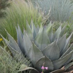 Havard's Century Plant (Agave) -Plant Sale Store agave havardiana hbl1v51 2