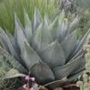 Havard's Century Plant (Agave) -Plant Sale Store agave havardiana 2 web 2