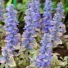 Silver Queen Ajuga 1 Silver Queen Ajuga -Plant Sale Store ajuga silver queen 1