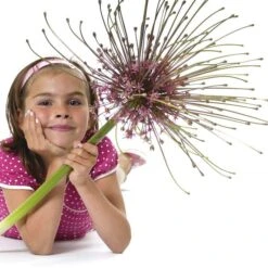 Schubert's Allium -Plant Sale Store allium schubertii kid cropped