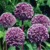 Summer Drummer Allium -Plant Sale Store allium summer drummer 14455 web