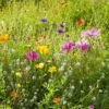Dry Area Wildflower Seed Mix -Plant Sale Store allysum cosmos coreopsis red poppy meadow
