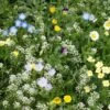 Alternative Lawn Wildflower Seed Mix 1 Alternative Lawn Wildflower Seed Mix -Plant Sale Store alternative lawn wildflower seed mix 6 1