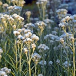 New Snow Pearly Everlasting (Anaphalis) -Plant Sale Store anaphalis margaritacea new snow white
