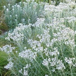 New Snow Pearly Everlasting (Anaphalis) -Plant Sale Store anaphalis margaritacea pearly everlasting chatfield white