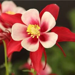 Red Hobbit Columbine -Plant Sale Store aquilegia caerulea red hobbit 1