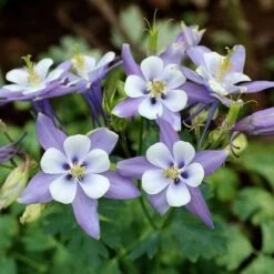 Rocky Mountain Columbine -Plant Sale Store aquilegia caerulea rocky mountai