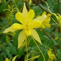Swallowtail® Columbine -Plant Sale Store aquilegia swallowtail 2 20822 1