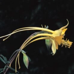 Swallowtail® Columbine -Plant Sale Store aquilegia species swallowtail 20822 2 web 1