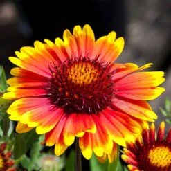 Arizona Sun Gaillardia