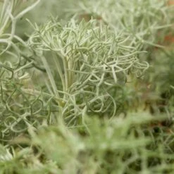 Seafoam Artemisia 9 Seafoam Artemisia -Plant Sale Store artemisia versicolor seafoam