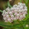 California Narrow Leaf Milkweed -Plant Sale Store asclepias fascicularis 1