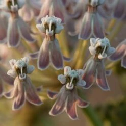California Narrow Leaf Milkweed -Plant Sale Store asclepias fascicularis santa monica trails council 2 cropped