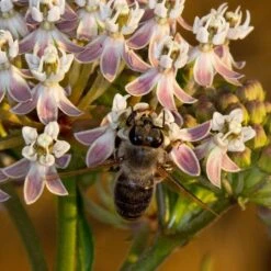 California Narrow Leaf Milkweed -Plant Sale Store asclepias fascicularis santa monica trails council 3 cropped