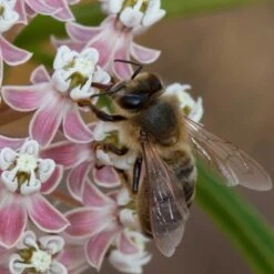 California Narrow Leaf Milkweed -Plant Sale Store asclepias fascicularis santa monica trails council 4 cropped