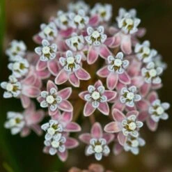 California Narrow Leaf Milkweed -Plant Sale Store asclepias fascicularis santa monica trails council 5 cropped