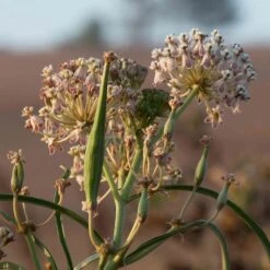 California Narrow Leaf Milkweed -Plant Sale Store asclepias fascicularis santa monica trails council 6 cropped
