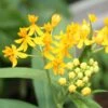 Hello Yellow Butterfly Weed -Plant Sale Store asclepias hello yellow milkweed