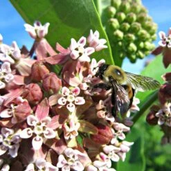 Common Milkweed -Plant Sale Store asclepias syriaca 2