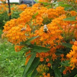 Butterfly Weed (Clay Form) -Plant Sale Store asclepias tuberosa butterfly weed 2 1